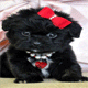 Cutest Black Puppy