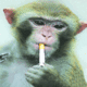 Chain Smoking Monkey