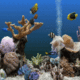 Deep Sea Fishes