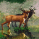 Deers In Rainy Forest