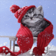 Kitten Feeling Cold In Snow
