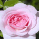 Natural Pink Rose Bloom