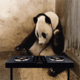 Panda Enjoy Music
