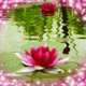 Pink Lotus In Garden
