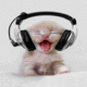 Pussy Enjoying Music