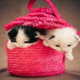 Pussy In Bag