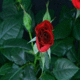 Red Rose Blooming