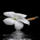 White Crocus Flower Drops