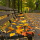 Leaves Park Bench
