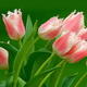Pink Parrort Tulips