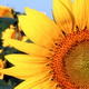 Sunflower Blooms